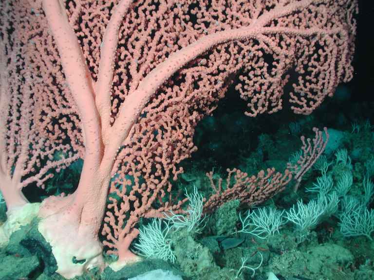 Paragorgia arborea, corallo marino
